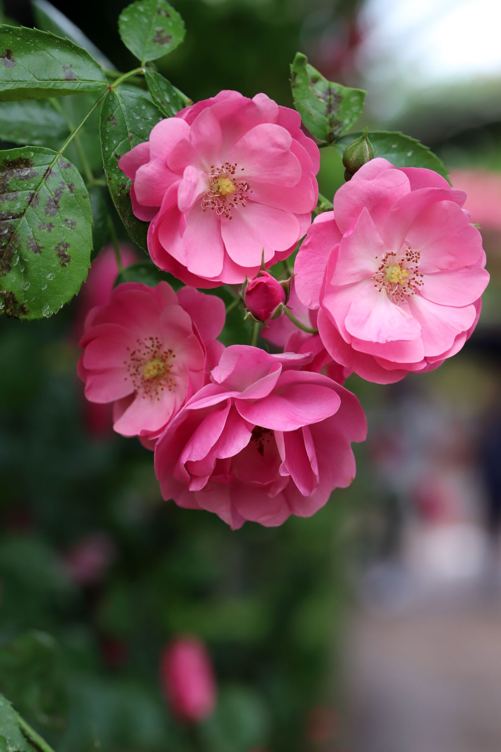 Canon EOS 6D Mark II sample photo. Rose, petal, flowers photography