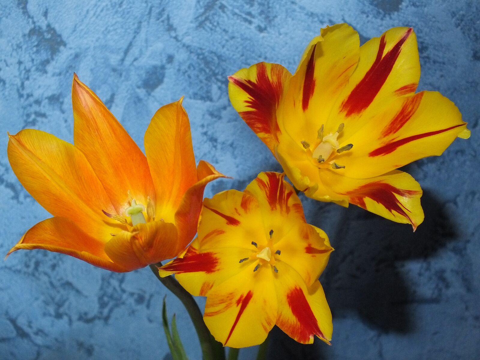Fujifilm FinePix HS25EXR sample photo. Flowers, tulips, yellow photography