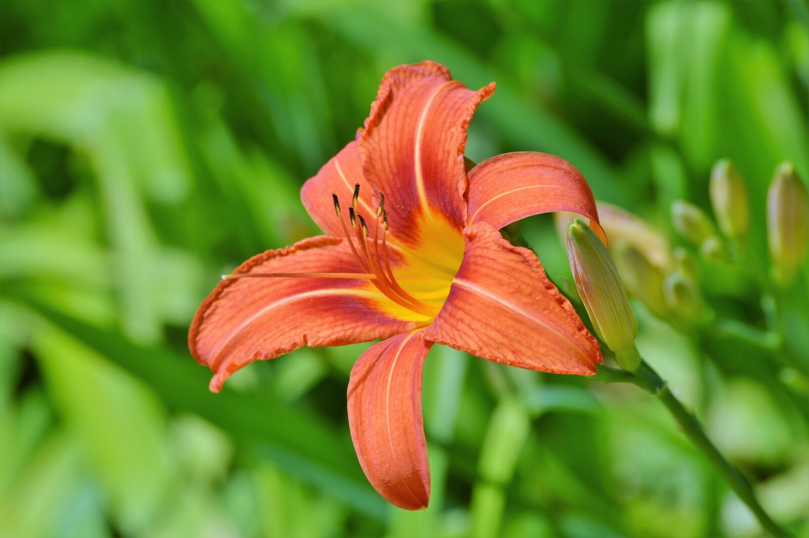 Nikon D3200 sample photo. Lily, flower, iris photography