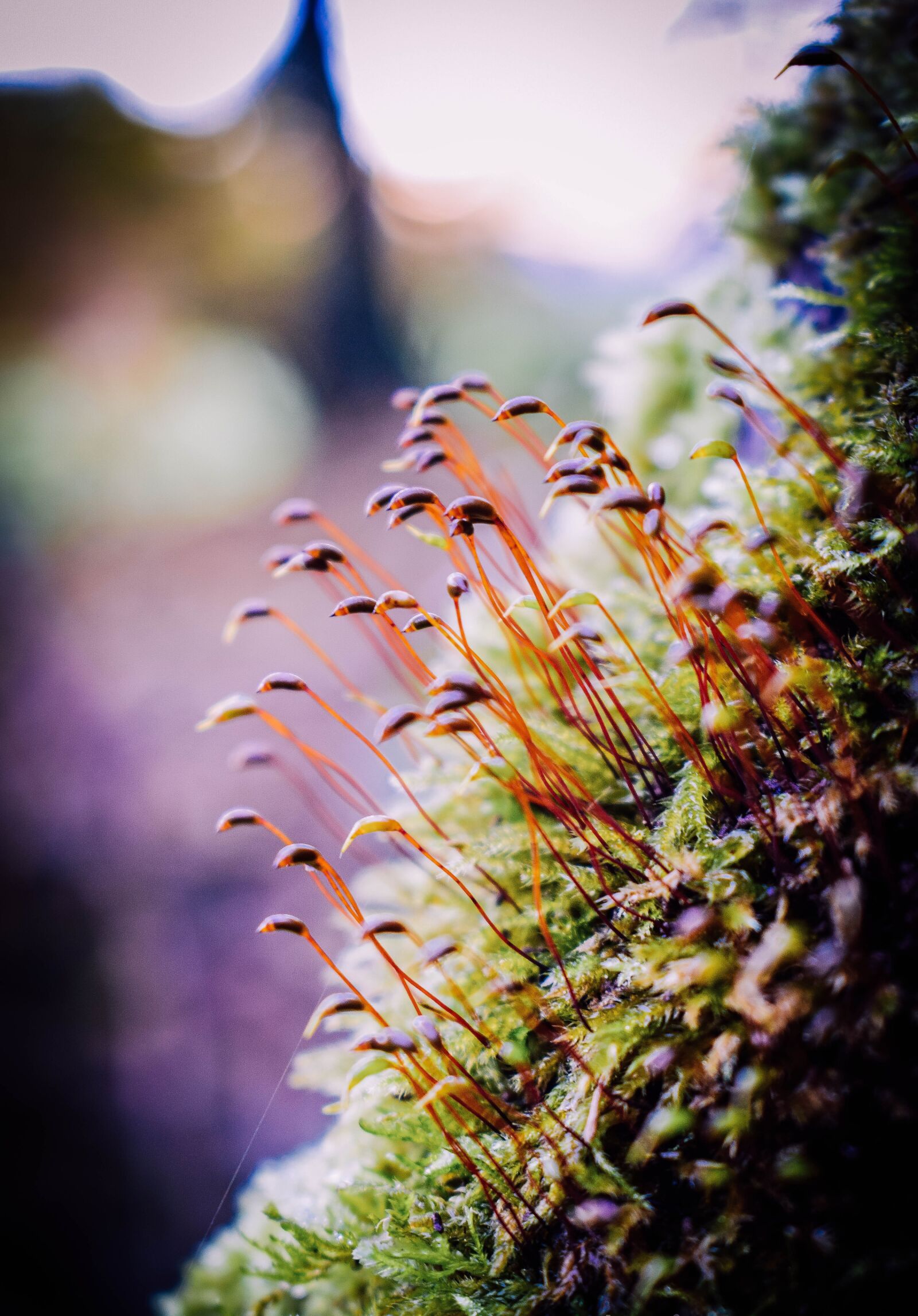 Nikon D5300 sample photo. Moss, forest, moss seeds photography