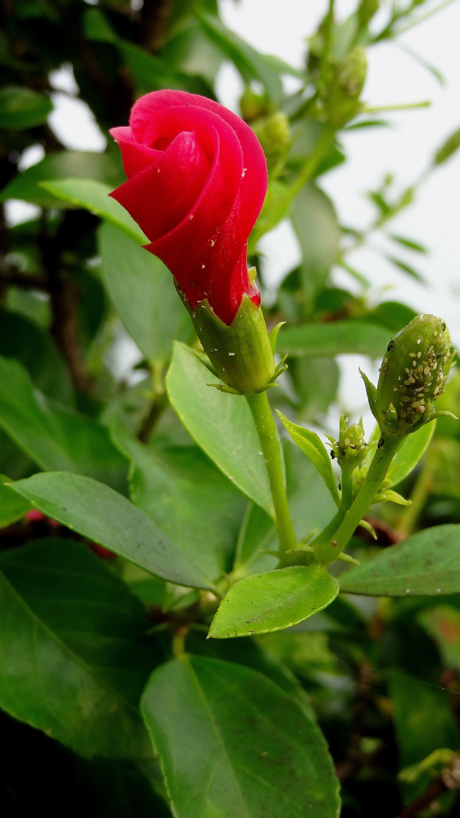 Sony Cyber-shot DSC-HX9V sample photo. Hibiscus, bud photography
