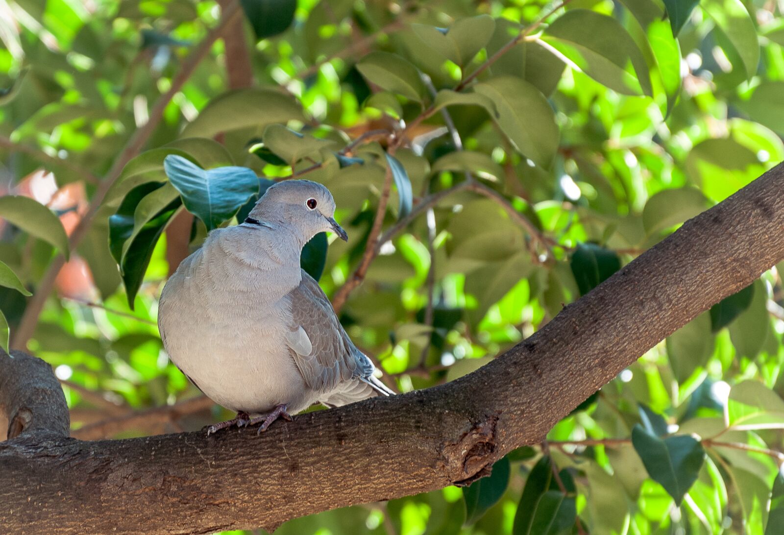 Nikon D300 sample photo. Turtledove, eurasian collared dove photography