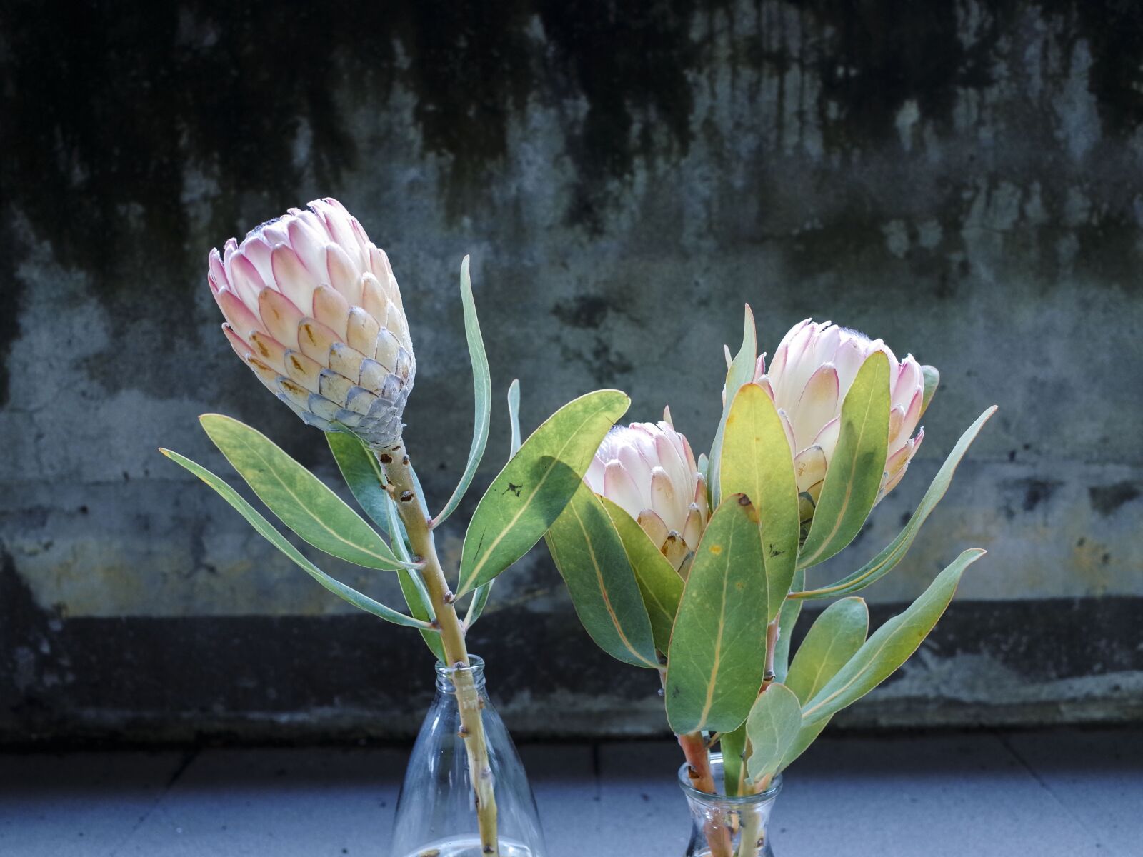 Ricoh GR + GR Lens sample photo. Flower, plant, green photography