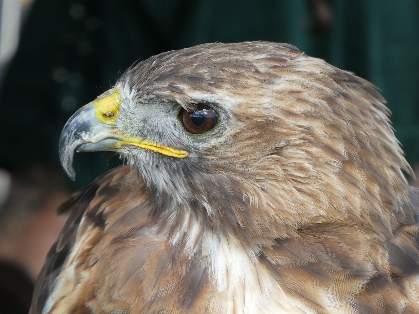 Panasonic DMC-TZ81 sample photo. Raptor, nature, bird of photography