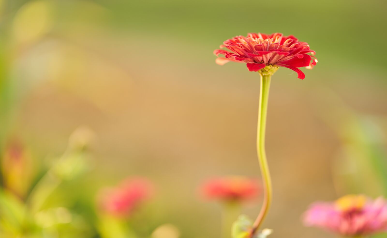 Sony FE 85mm F1.8 sample photo. Flower, zinnia flower, garden photography