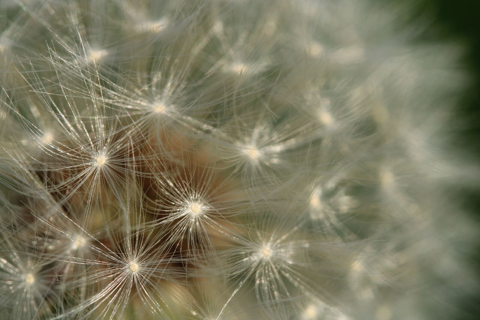 Canon EF-S 60mm F2.8 Macro USM sample photo. Dandelion, summer, plant photography