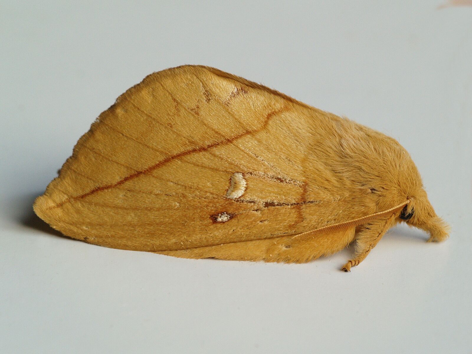 Olympus E-500 (EVOLT E-500) sample photo. Rietvink, moth, bug photography