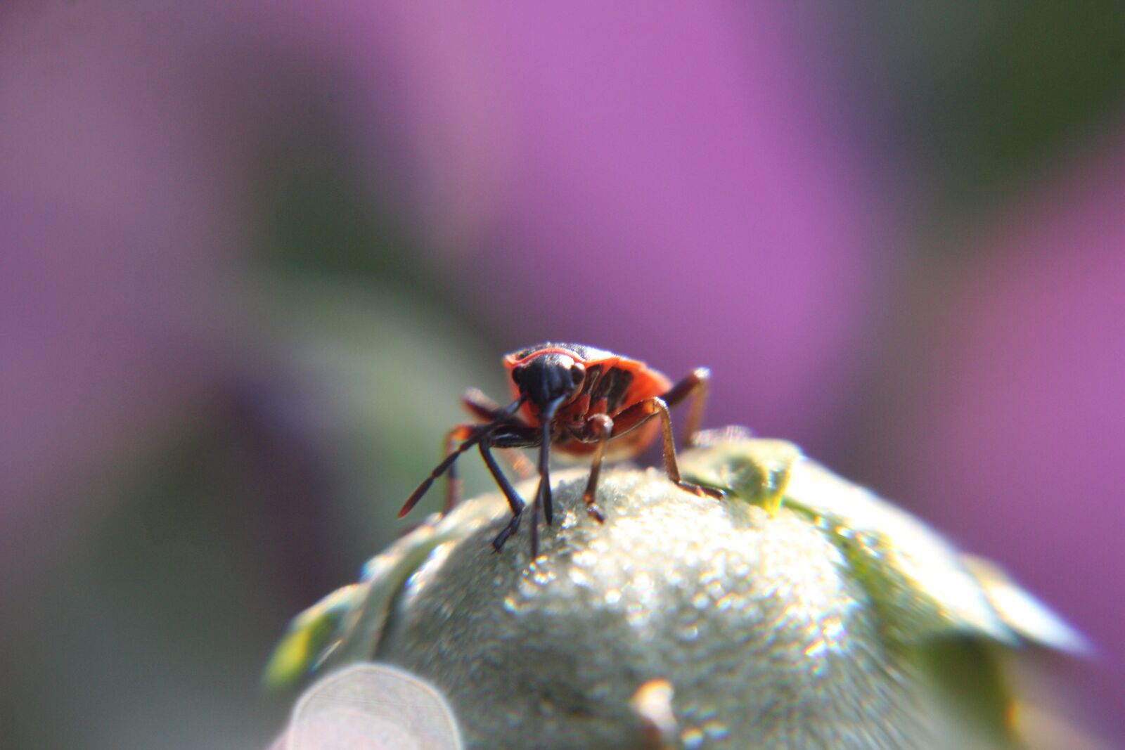 Canon EOS 650D (EOS Rebel T4i / EOS Kiss X6i) sample photo. Insect, macro, nature photography