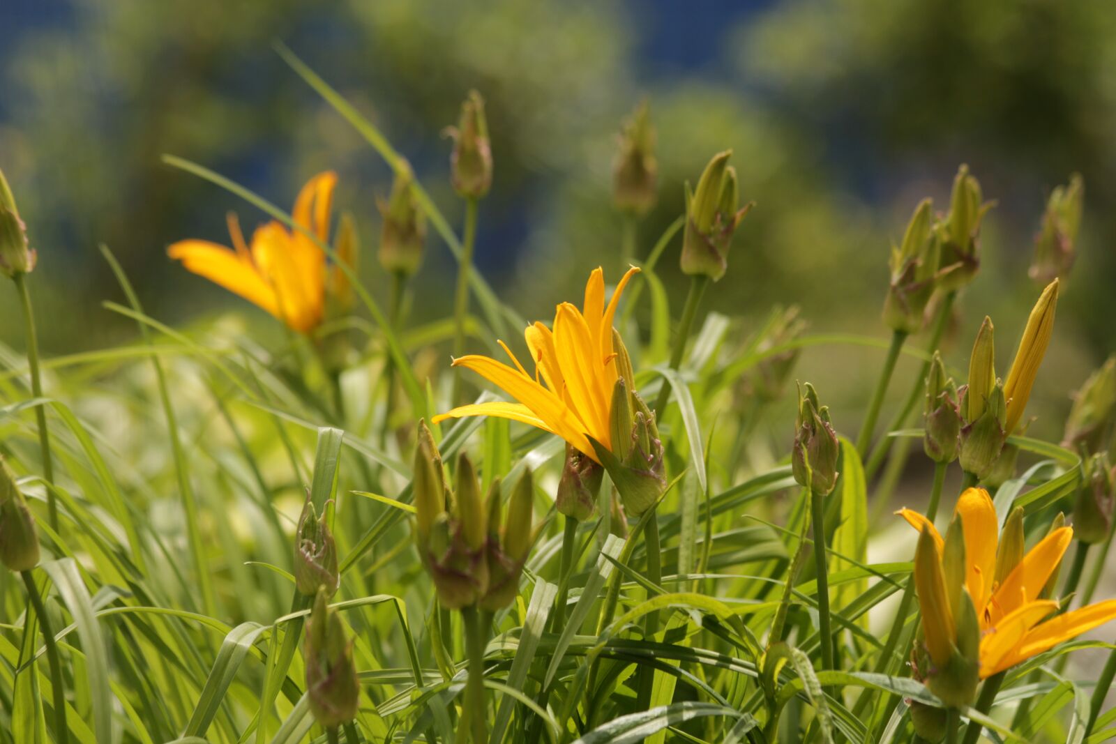 Canon EOS 650D (EOS Rebel T4i / EOS Kiss X6i) sample photo. Saranki, lily, flowers photography