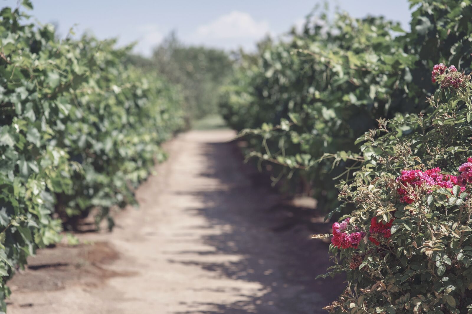 Nikon D750 sample photo. Garden, wine, grape photography