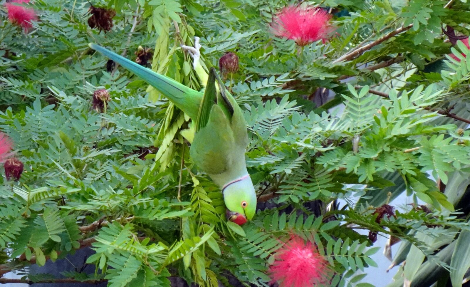 Sony DSC-WX800 sample photo. Bird, parakeet, green photography