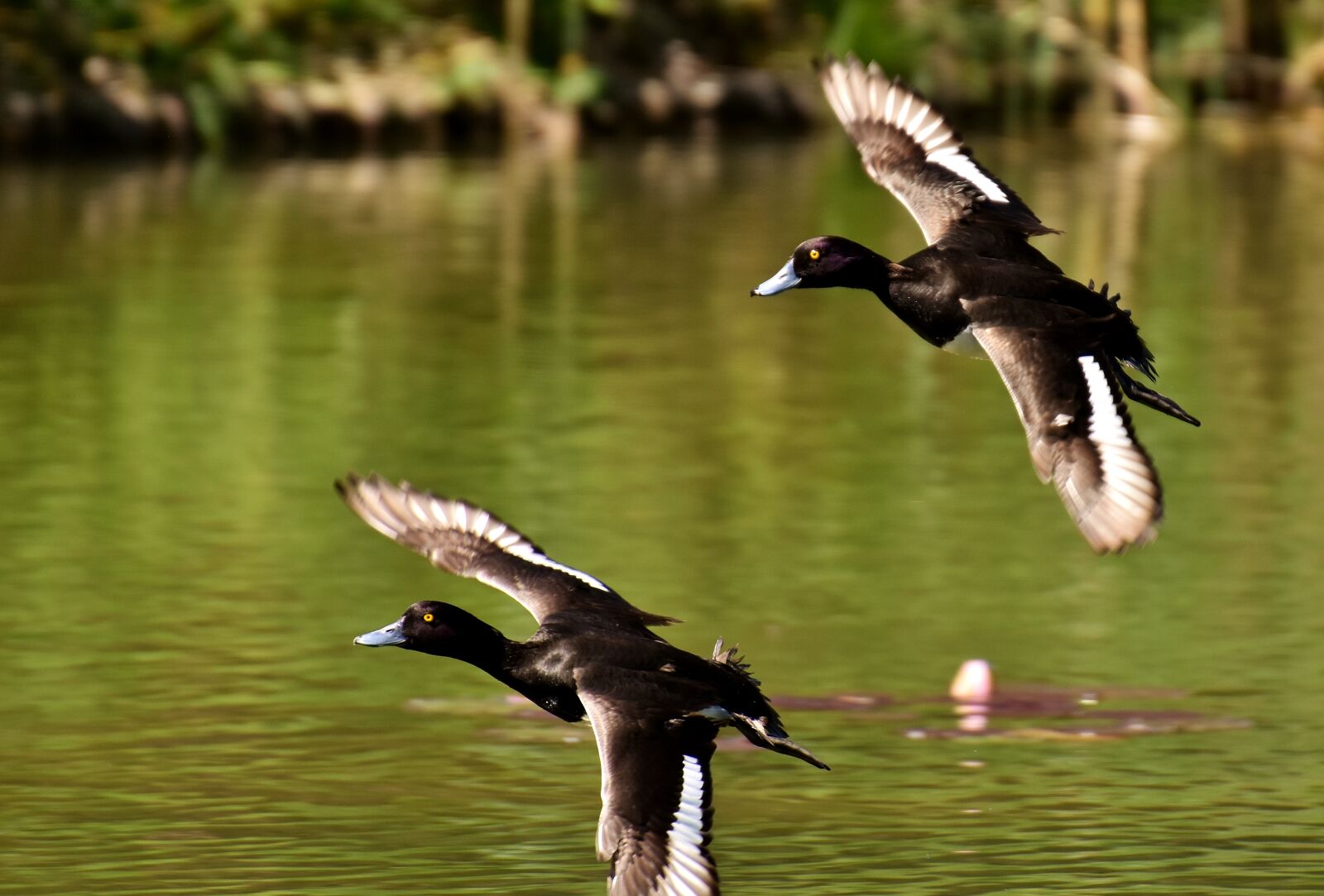 Nikon D7200 sample photo. Row pension, blue beak photography