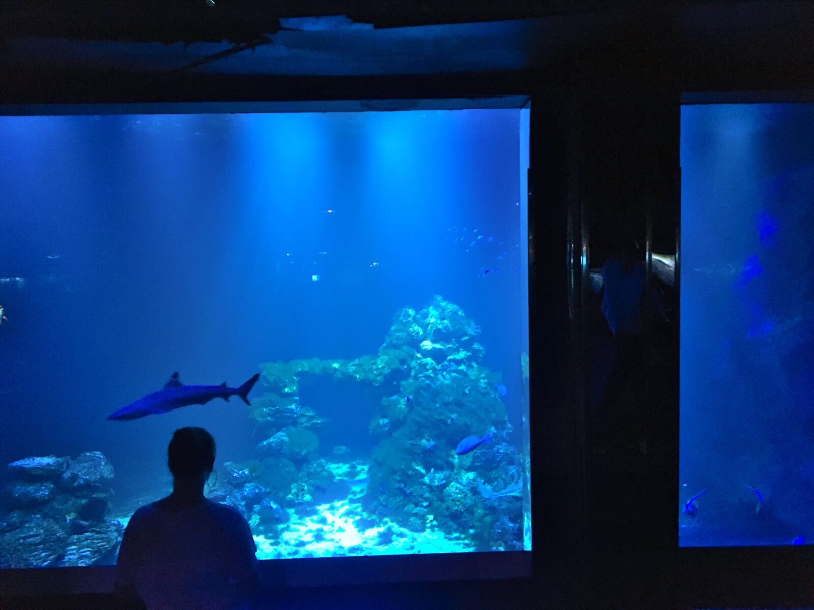 iPhone 6s back camera 4.15mm f/2.2 sample photo. Aquarium, fish, tropical photography