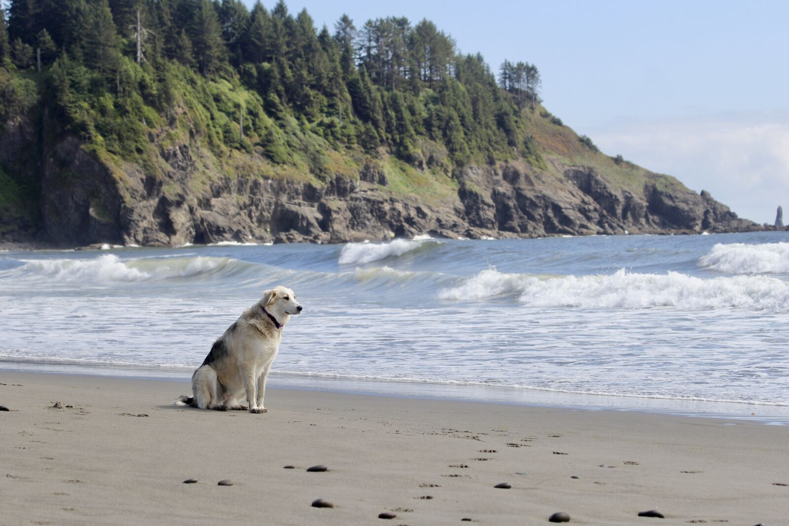 Canon EOS 60D + Canon EF 70-300mm F4-5.6 IS USM sample photo. Dog, beach, waiting photography