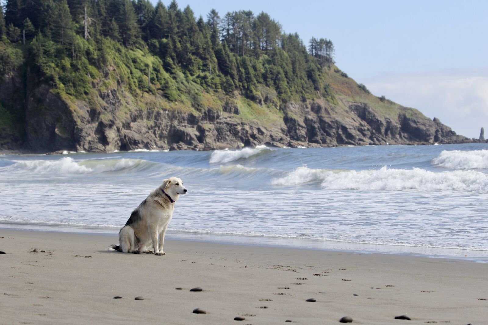 Canon EF 70-300mm F4-5.6 IS USM sample photo. Dog, beach, waiting photography