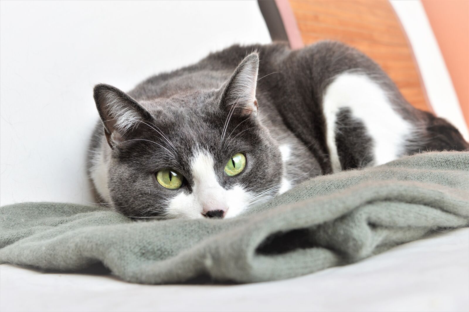Nikon D3200 sample photo. Cute, animals, pet photography