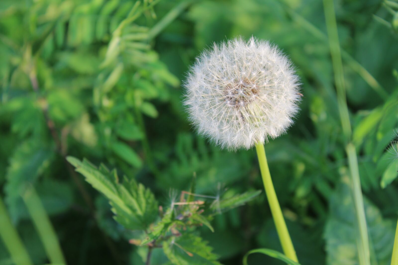 Canon EOS 1300D (EOS Rebel T6 / EOS Kiss X80) sample photo. Dandelion, nature, close up photography