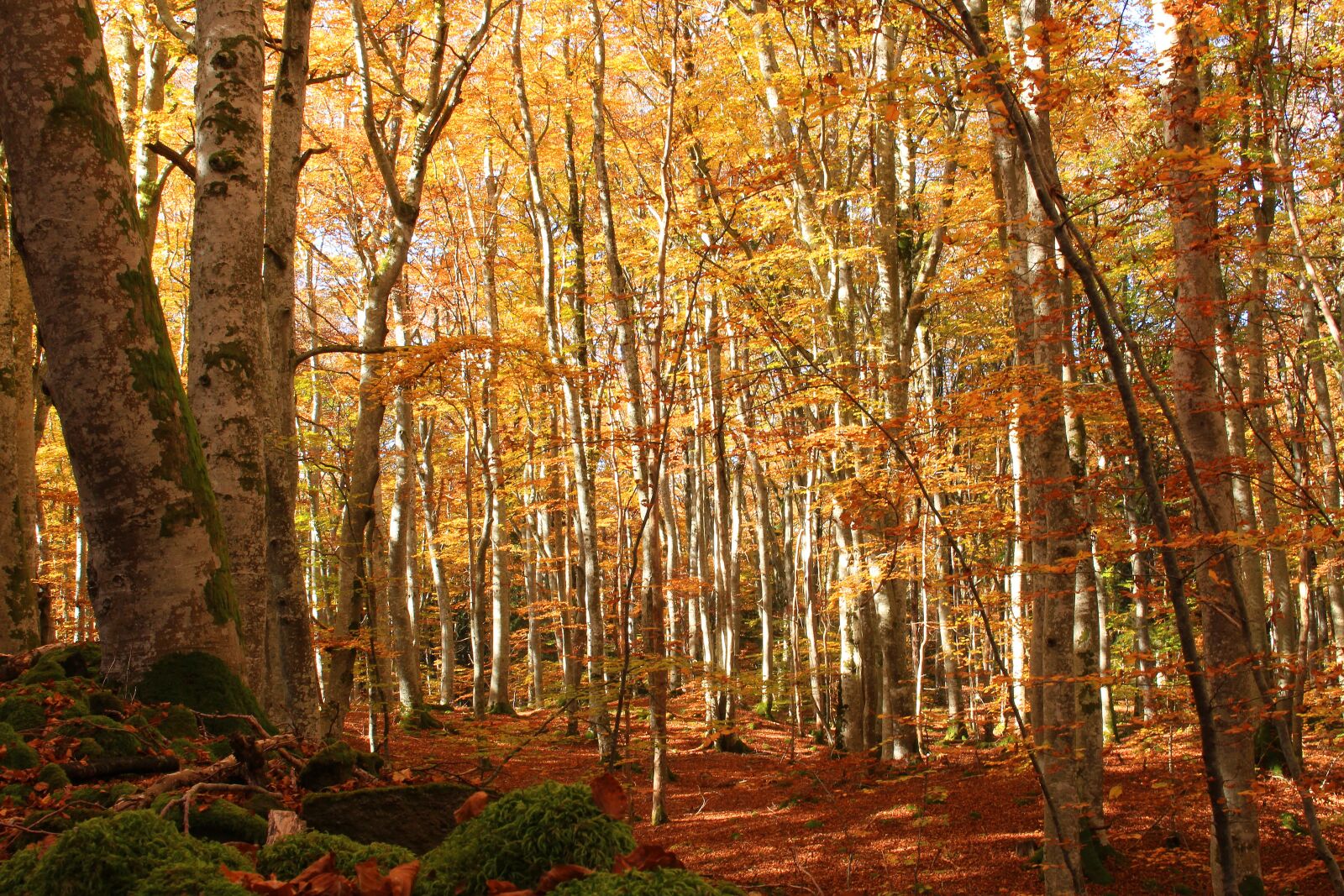Canon EOS 100D (EOS Rebel SL1 / EOS Kiss X7) sample photo. Fall, orange, wood photography