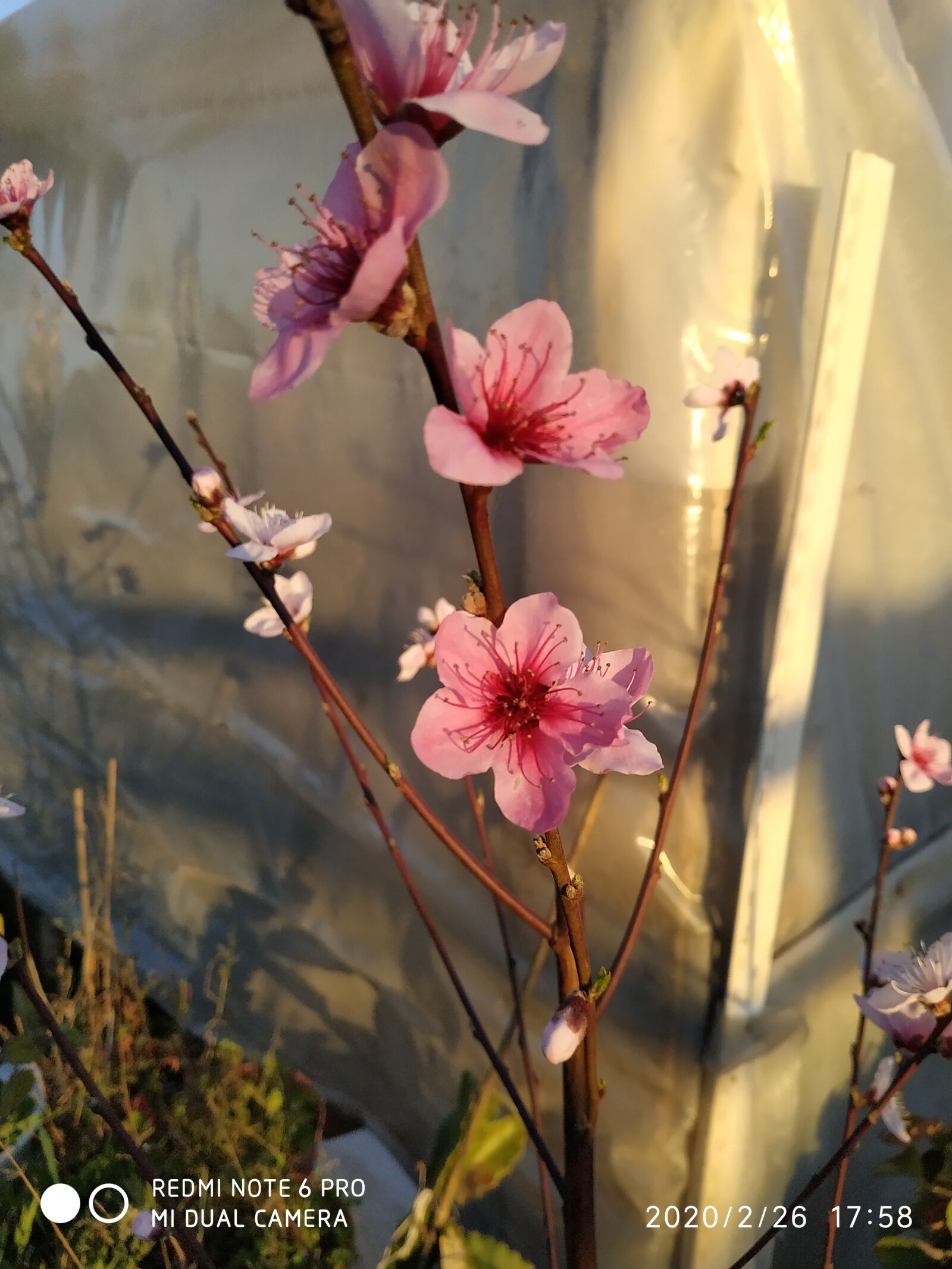 Xiaomi Redmi Note 6 Pro sample photo. Flower, peach tree, fruit photography