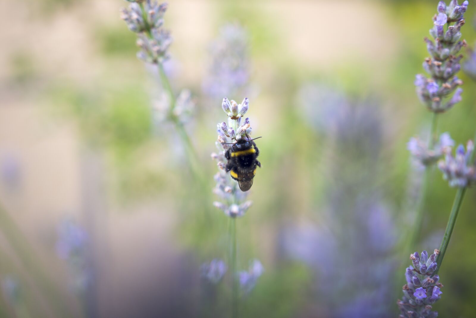 Nikon D7100 sample photo. Hummel, flower, insect photography
