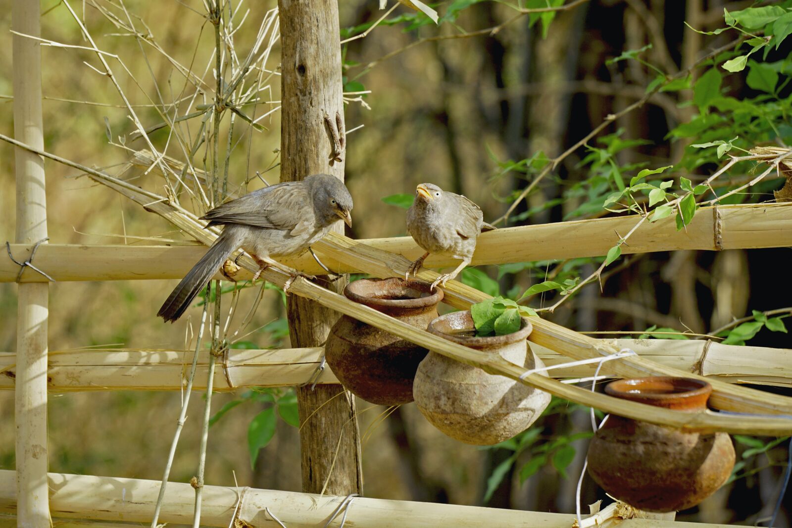 Sony a6000 sample photo. Nature, wood, bird photography