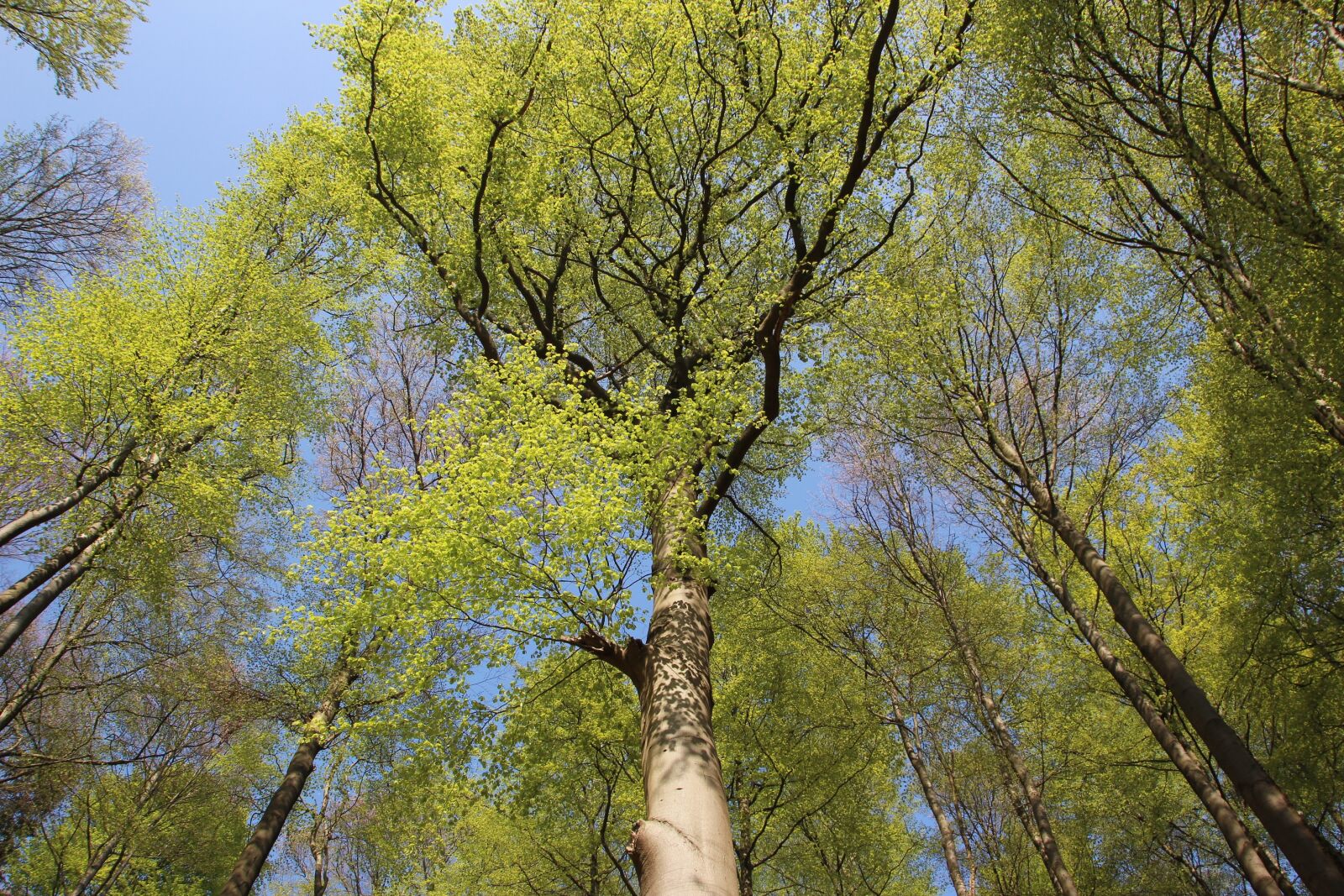 Canon EOS 600D (Rebel EOS T3i / EOS Kiss X5) sample photo. Sky, trees, blue photography
