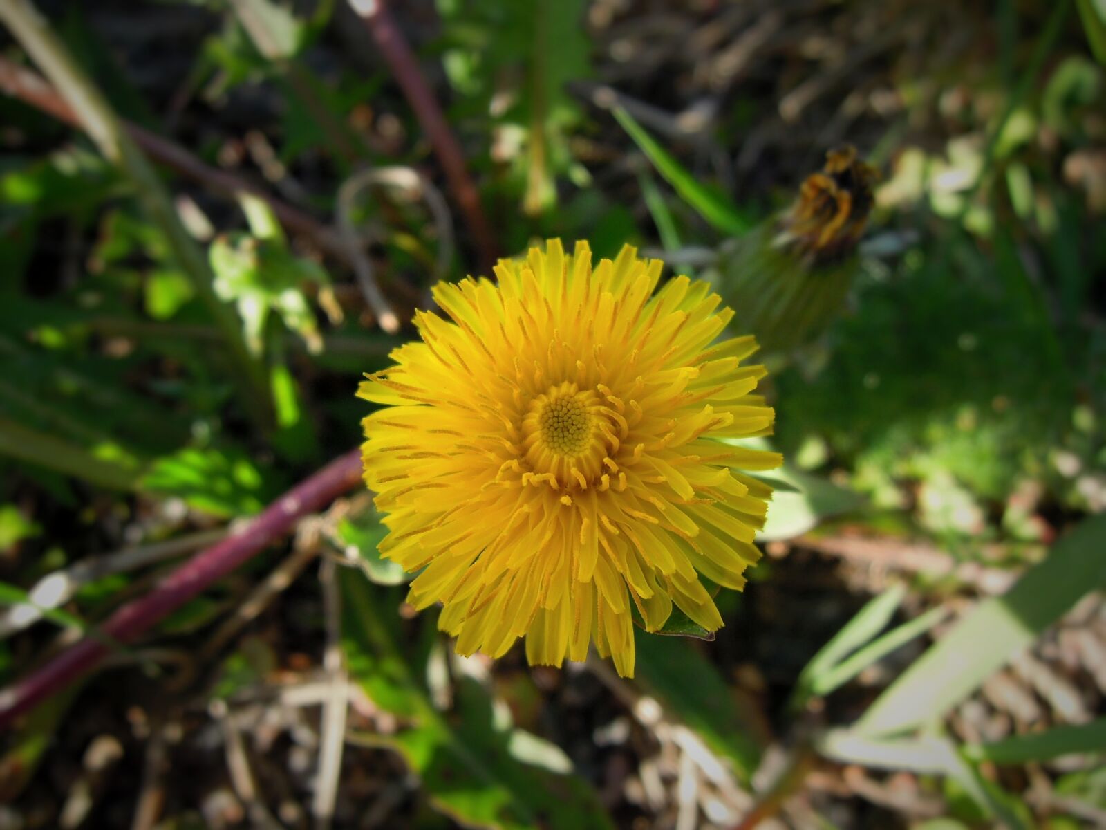 Nikon Coolpix P300 sample photo. Dandelion, plant, flower photography