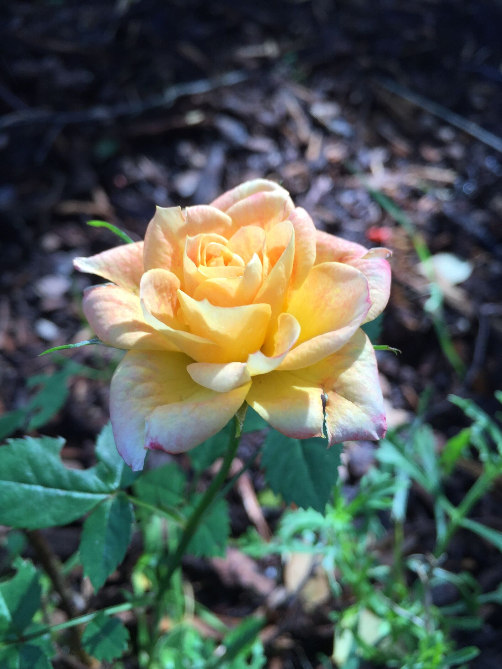 Apple iPhone 6 sample photo. Rose, yellow rose, garden photography