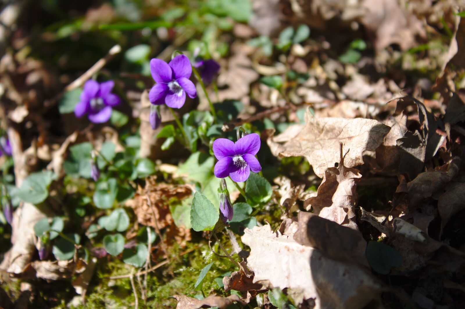 Canon EOS 50D sample photo. Sweet violet, viola odorata photography