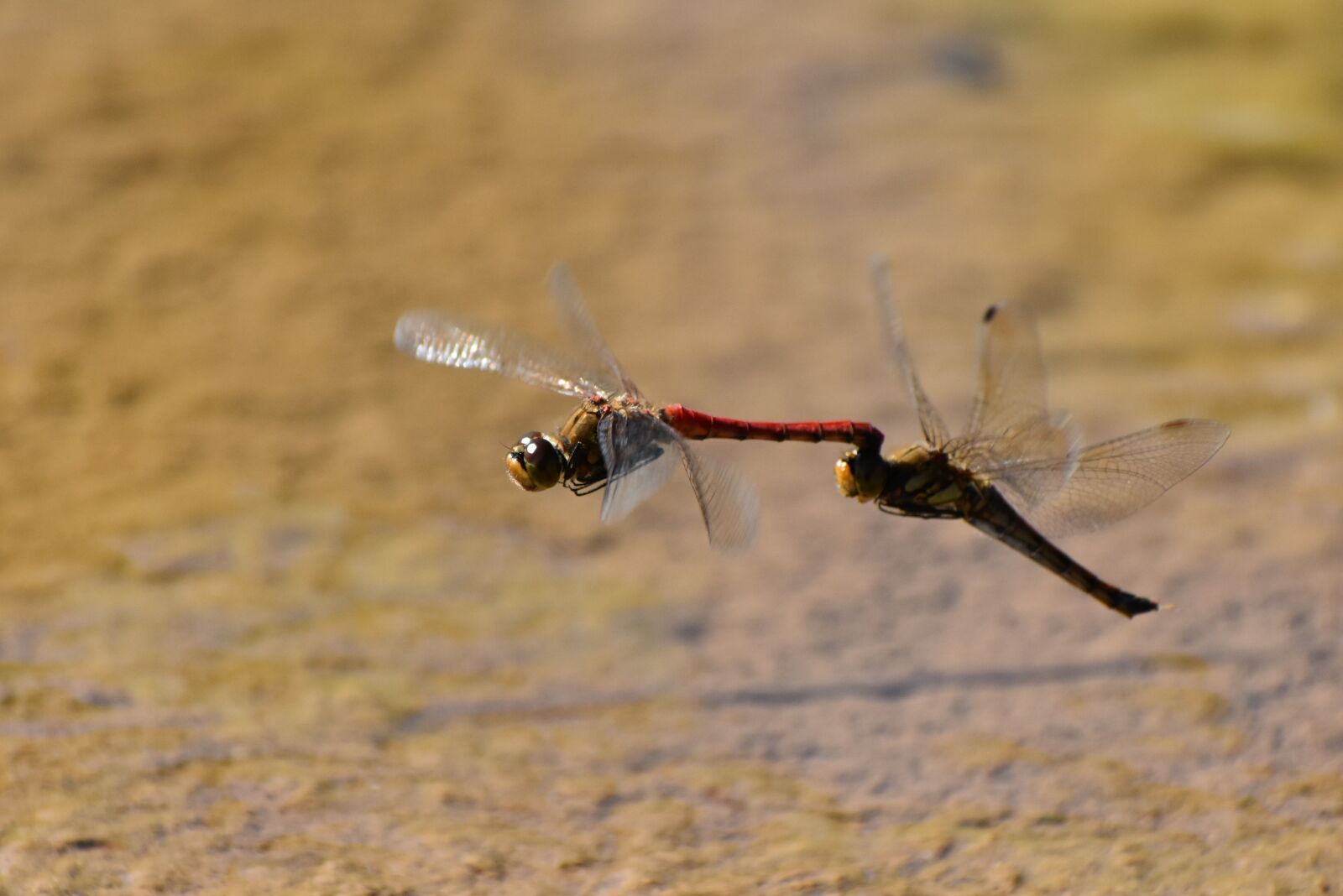Nikon D7200 sample photo. Natural, landscape, waterside photography