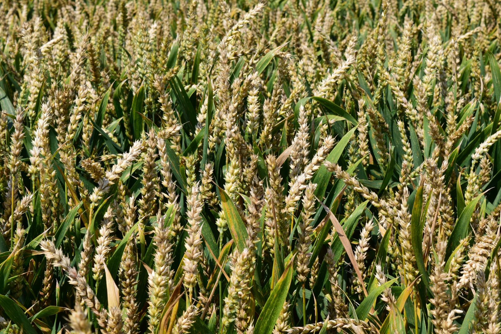 Nikon D3300 sample photo. Wheat, wheat field, background photography