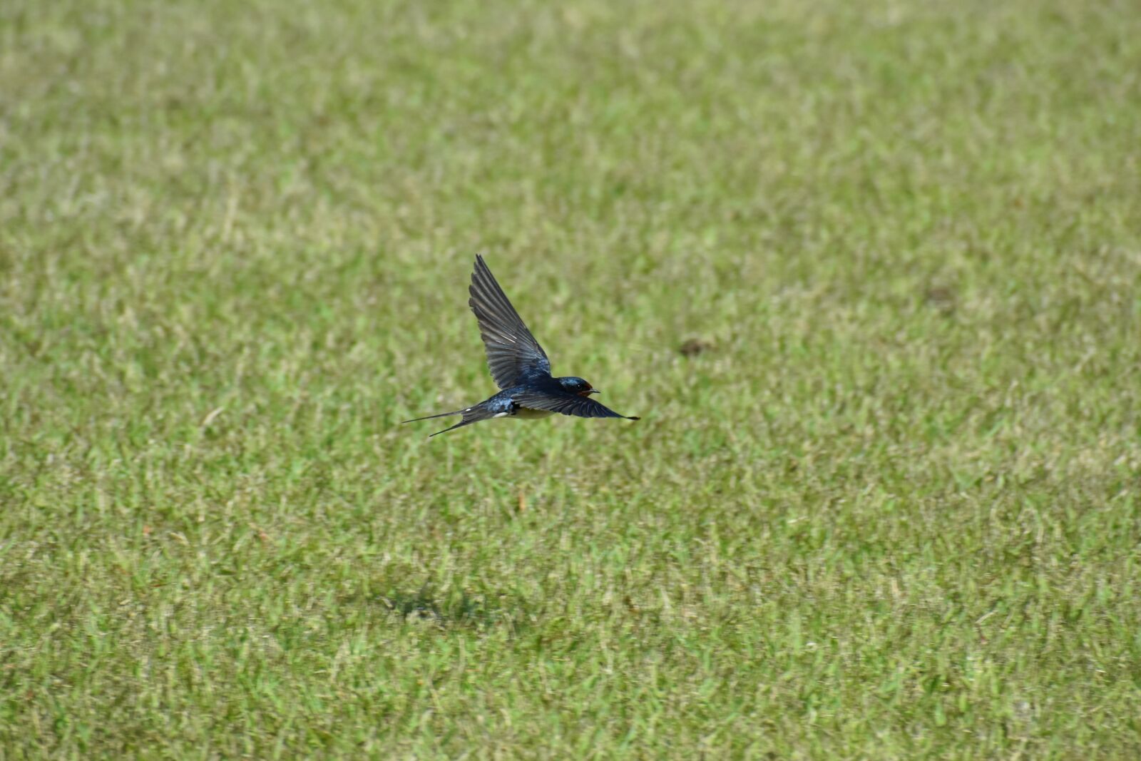 Nikon D7200 sample photo. Animal, park, lawn photography
