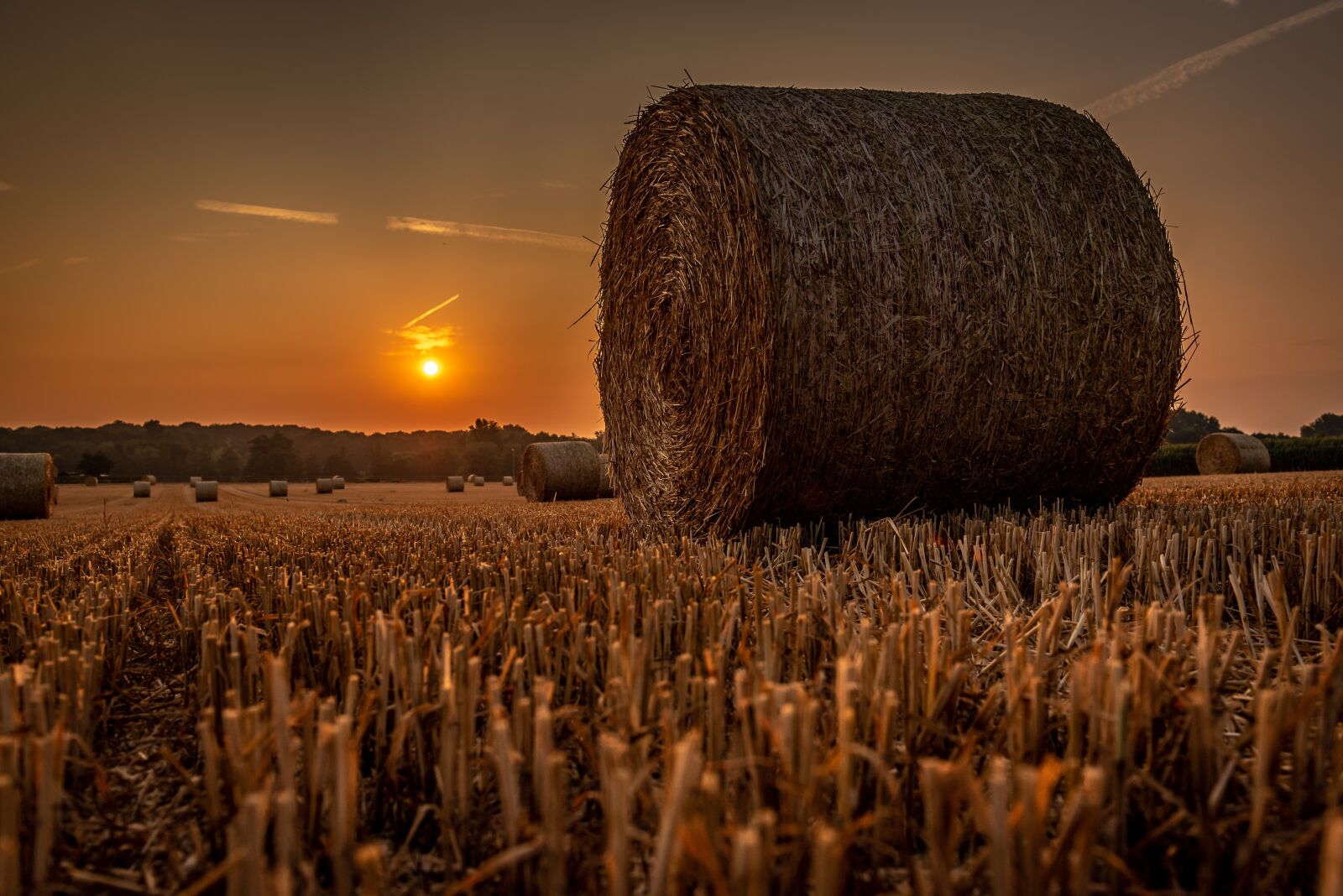 Nikon D750 sample photo. Sunrise, cornfield, landscape photography