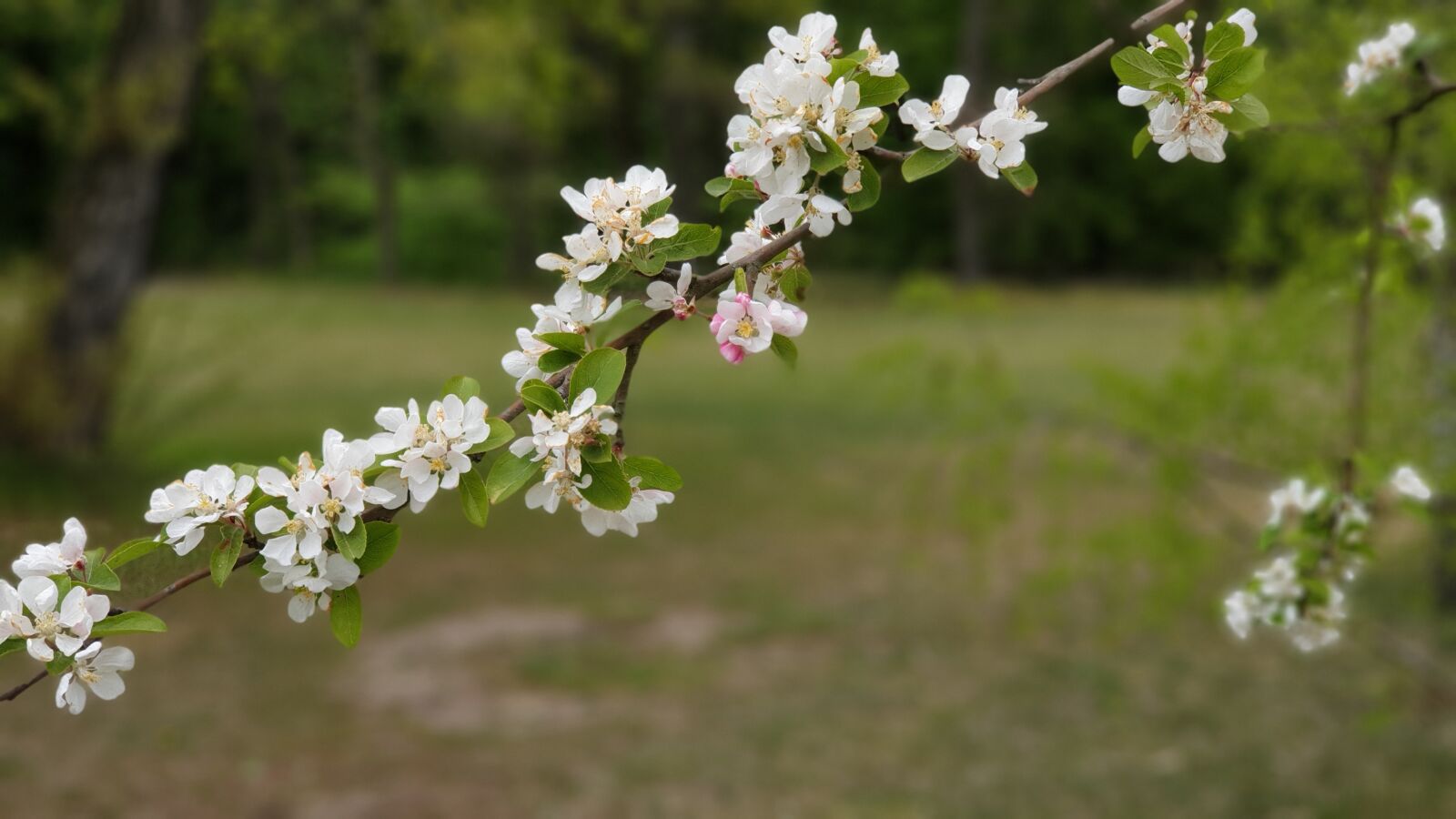 Samsung Galaxy Note9 sample photo. Flower, spring, nature photography