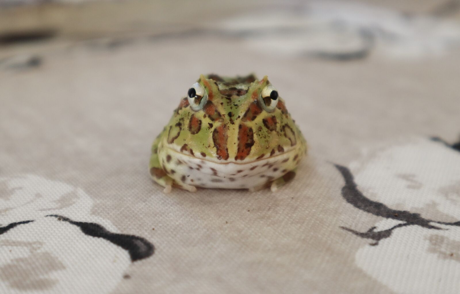 Canon EOS M50 (EOS Kiss M) sample photo. Pacman frog, pet, animal photography