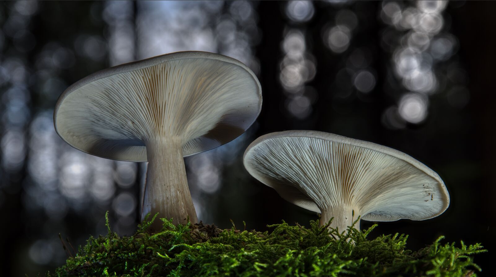 Tamron SP 24-70mm F2.8 Di VC USD sample photo. Mushrooms, autumn, forest photography