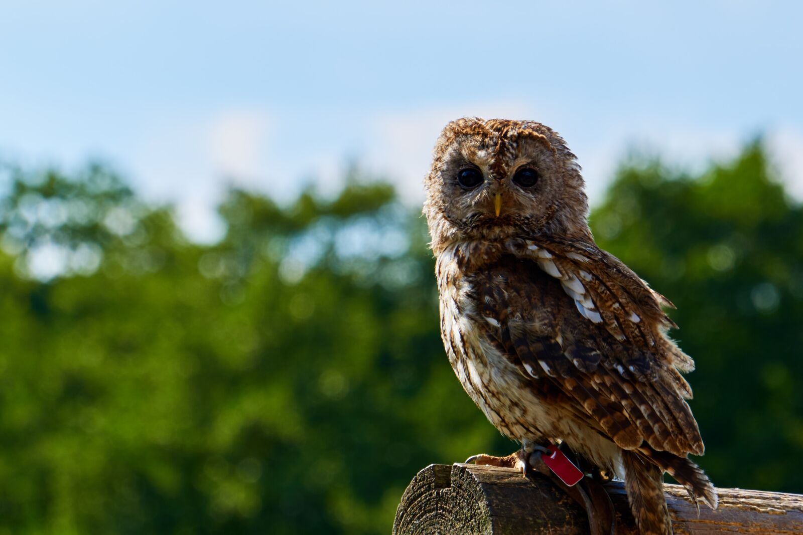 Sony a6000 sample photo. Sababurg castle, animal, bird photography
