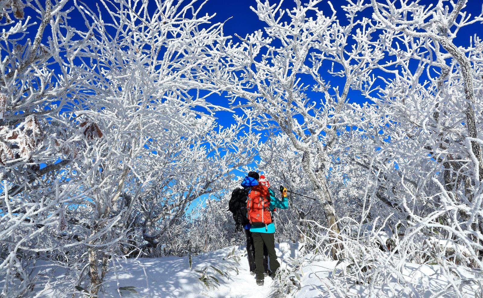 Canon EOS-1D X Mark II sample photo. Winter, snow, frost photography