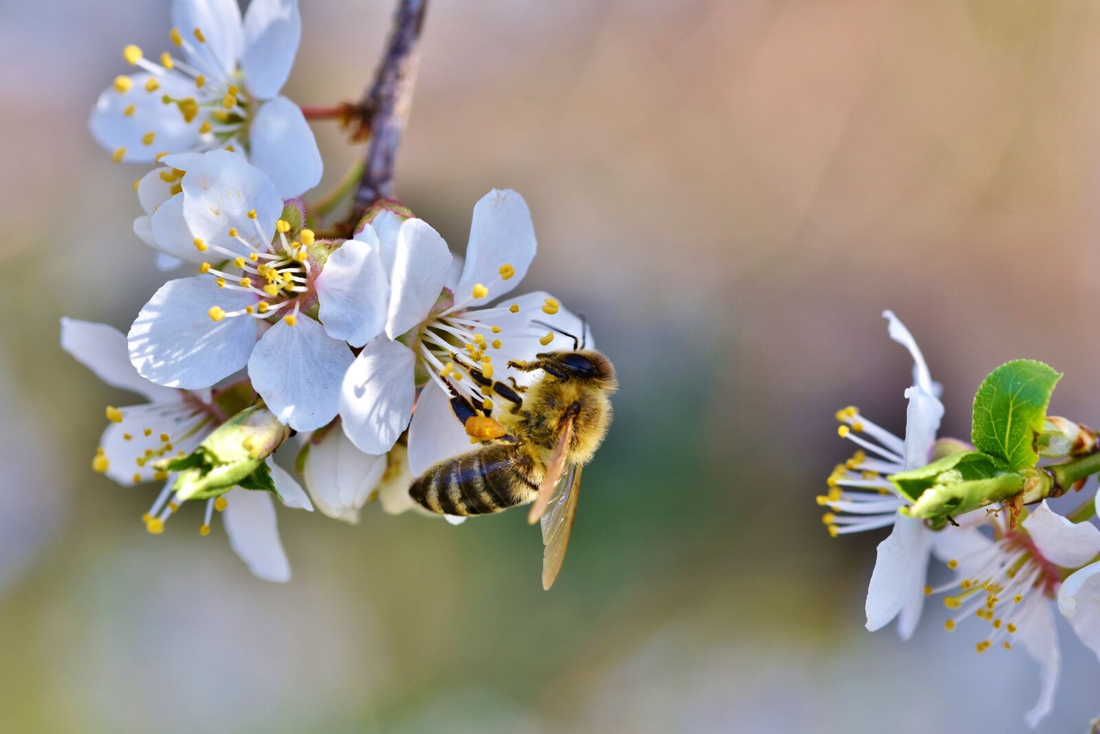 Nikon D7200 sample photo. Bee, honey bee, insect photography