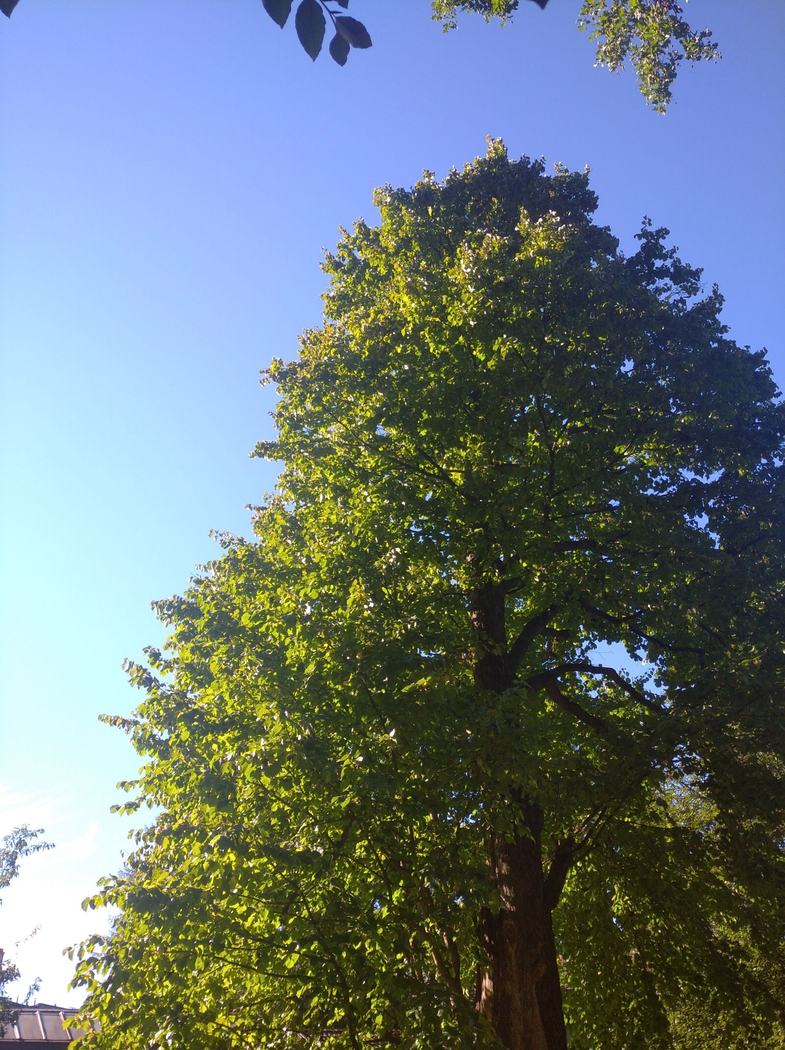 Xiaomi Redmi 8 sample photo