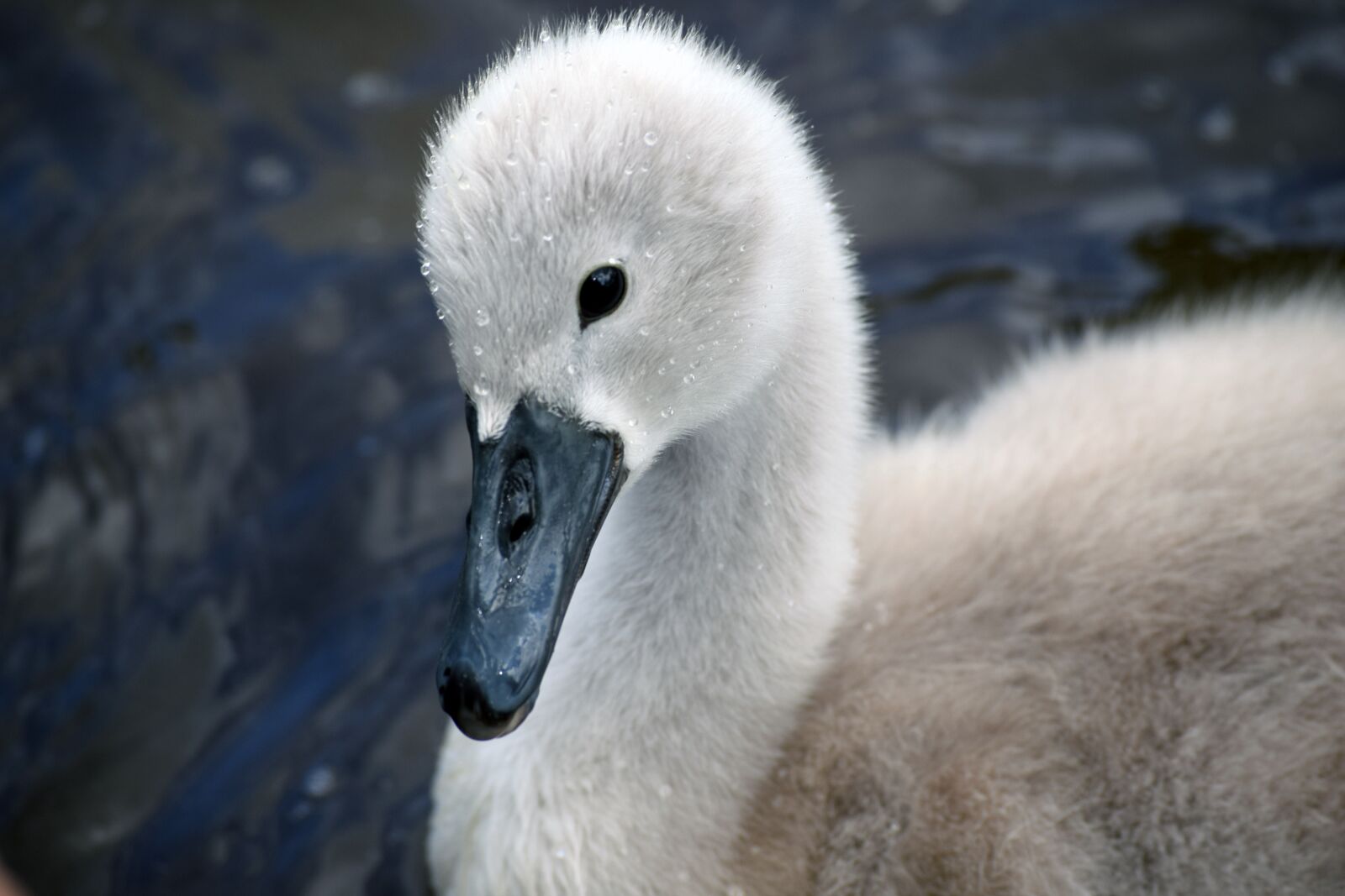 Nikon D3300 sample photo. Mute swan, mute swan photography