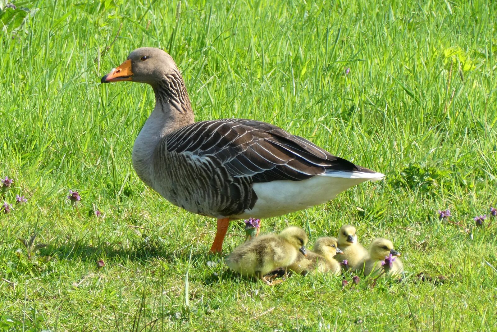 Panasonic Lumix DC-ZS70 (Lumix DC-TZ90) sample photo. Goose, chicks, bird photography