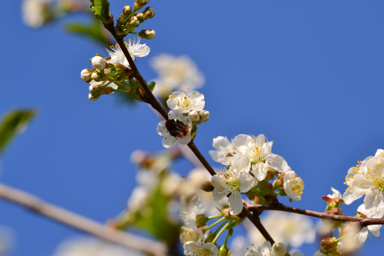 Nikon D3100 sample photo. Bee, up close and photography