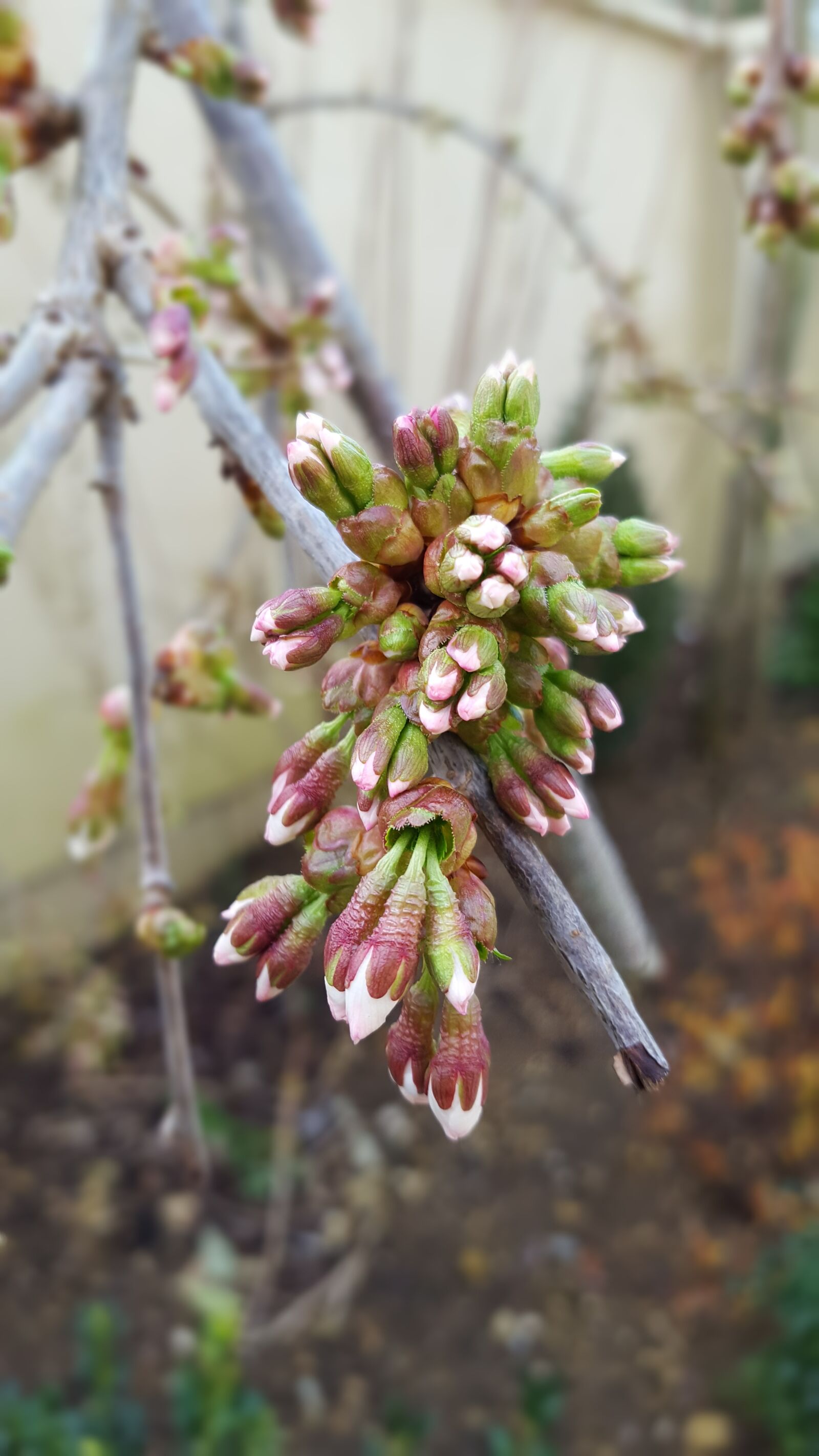 Samsung Galaxy S6 sample photo. Blossom, spring, easter photography