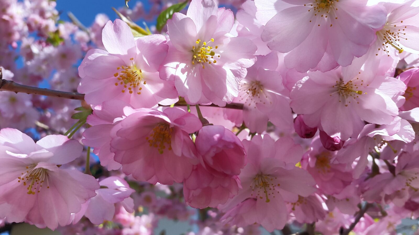 Samsung Galaxy Alpha sample photo. Spring, flowers, purple photography