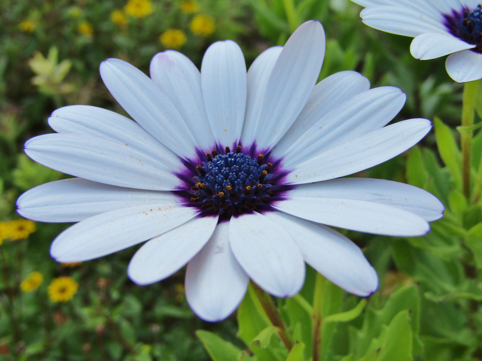 Canon POWERSHOT SX432 IS sample photo. Bornholm marguerite, cape basket photography