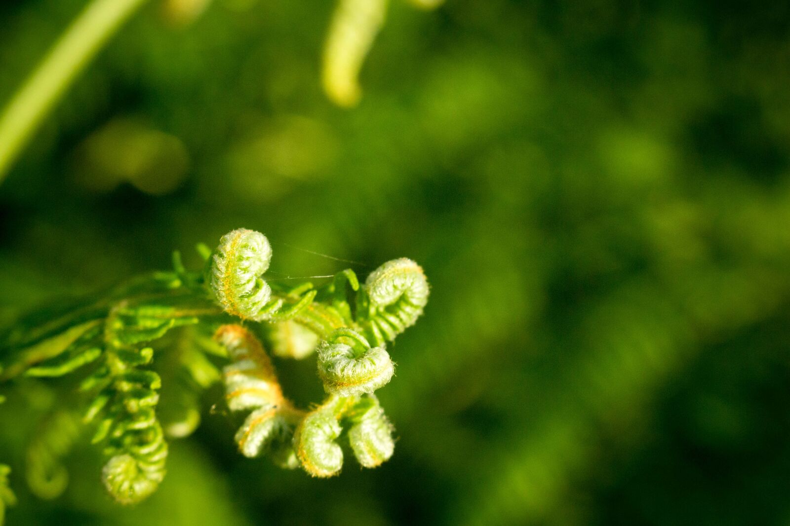 Canon EOS 700D (EOS Rebel T5i / EOS Kiss X7i) sample photo. Bokeh, close, up, fern photography