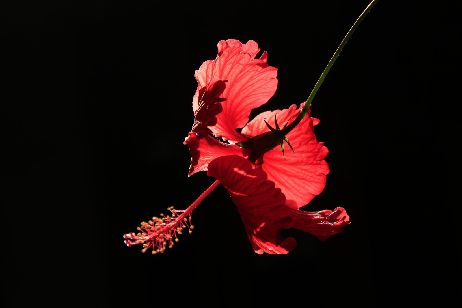 Canon EOS 700D (EOS Rebel T5i / EOS Kiss X7i) sample photo. Flower, red, backlight photography