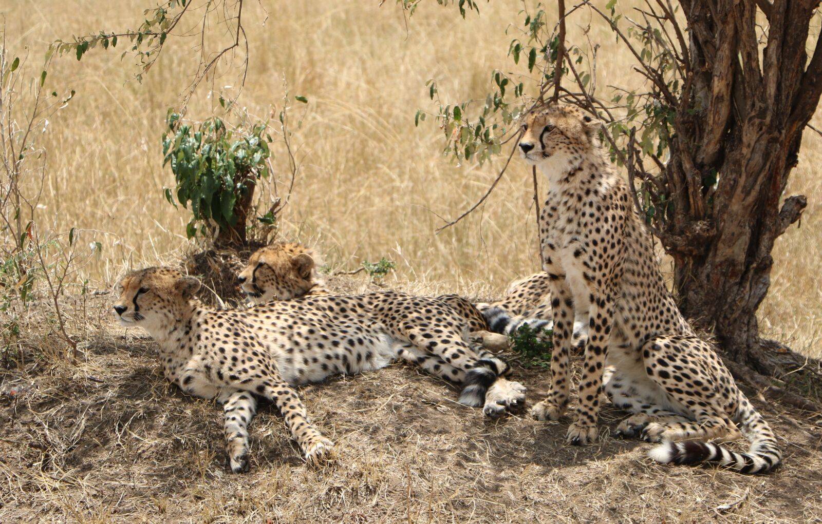 Canon EOS 760D (EOS Rebel T6s / EOS 8000D) sample photo. Cheetah, savanna, wild photography