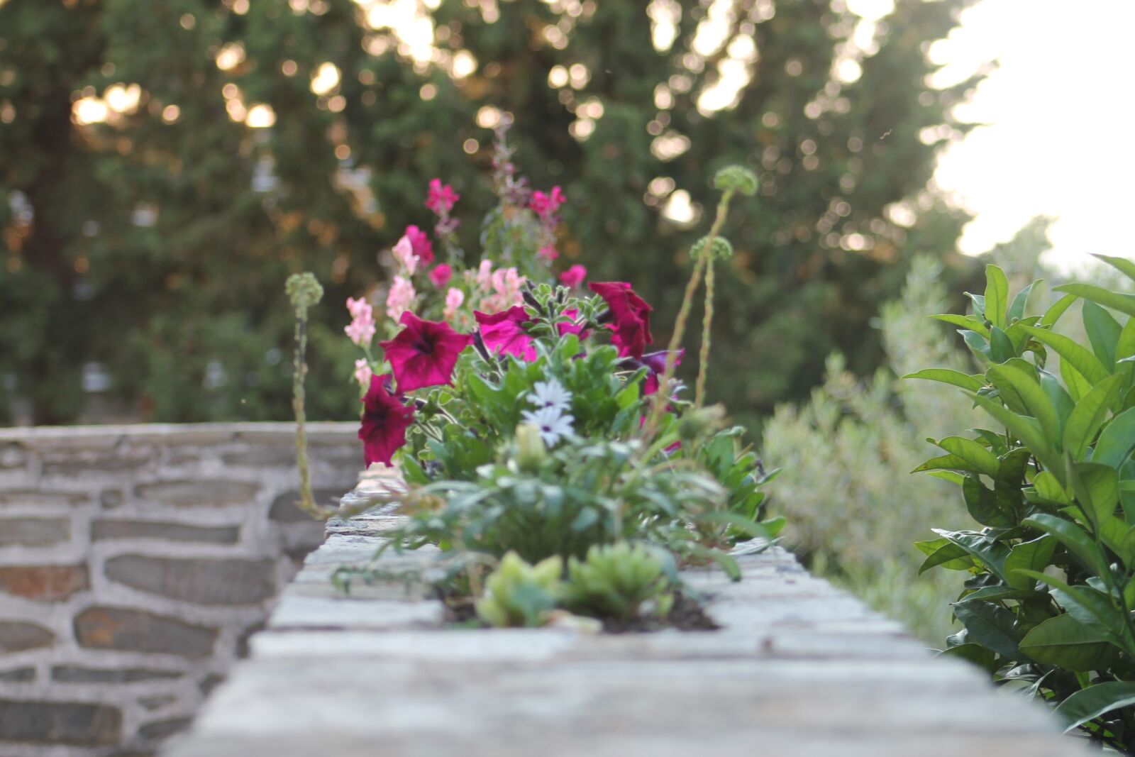 Canon EF75-300mm f/4-5.6 sample photo. Wall, flowers, plant photography